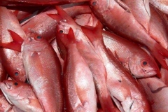 Red Snapper