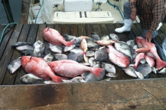 Fishing haul