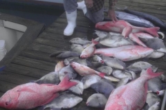 Fishing haul