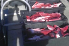Fishing haul